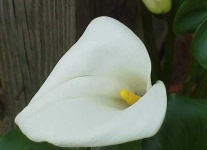 image of giant_white_arum_lily #48