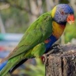 image of bird