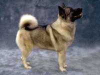 image of norwegian_elkhound #15