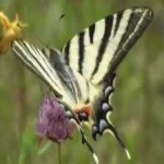 image of animal