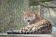 image of jaguar_car