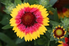 image of flower