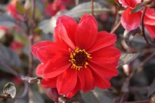image of flower