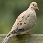 image of bird