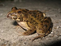 image of tailed_frog
