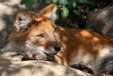 image of dhole