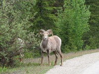 image of bighorn