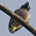 image of bird