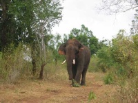 image of tusker