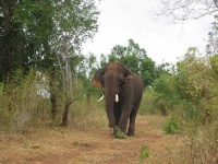 image of tusker #3