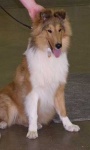 image of collie #33