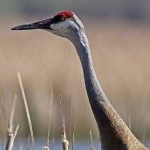 image of bird