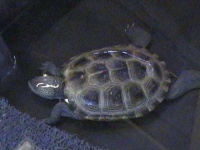 image of terrapin