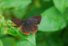 image of lycaenid