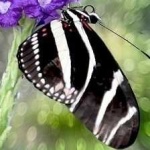 image of animal