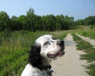 image of english_setter