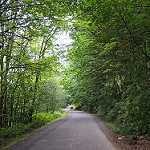 image of forest