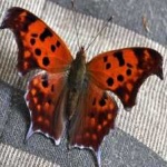 image of animal