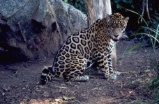 image of jaguar_car