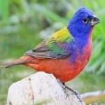 image of bird