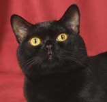 image of animal