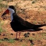 image of bird