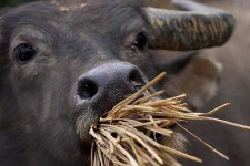 image of water_buffalo