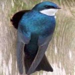 image of bird