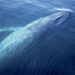 image of animal