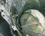 image of head_cabbage