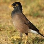 image of bird