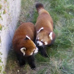 image of lesser_panda