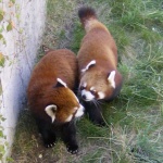 image of lesser_panda #31