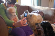 image of australian_terrier