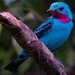 image of bird