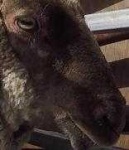 image of animal