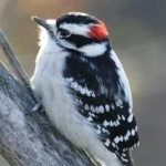 image of bird