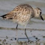image of bird