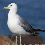 image of bird