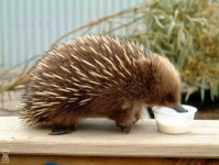 image of echidna