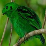 image of bird