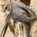 image of bird