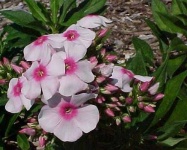 image of flower