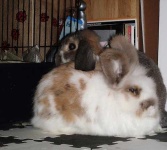 image of angora