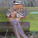 image of bird