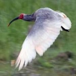 image of asian_crested_ibis #19