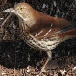 image of brown_thrasher #16