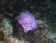 image of flatworm