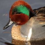 image of teal_duck #31