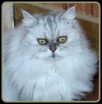 image of animal